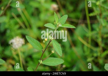 Sida rhombifolia (canapa indiana) sullo sfondo della natura. Usare anche come erboristeria. Foto Stock