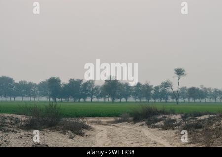 Alberi di villaggio e grano in pakistan Foto Stock