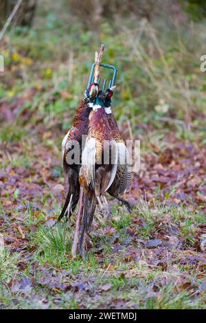 Fagiano comune Phasianus colchicus, 3 maschi adulti deceduti appesi al portatore di gioco durante le riprese di gioco , Suffolk, Inghilterra, gennaio Foto Stock