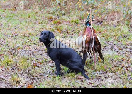 Labrador retriever seduto con il fagiano comune Phasianus colchicus, 3 maschi adulti deceduti appesi al portatore di gioco durante le riprese di gioco, Suffolk Foto Stock