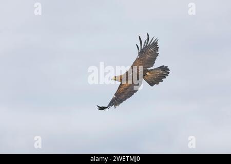 Aquila reale Aquila Crisaetos, volo per adulti Foto Stock