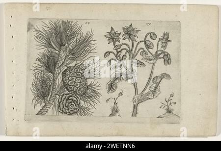 Grove Den e Bernagie, Crispijn van de Passe (i) (attribuito a), dopo Crispijn van de Passe (i), 1600 - 1604 stampa Un pino grossolano (Pinus Sylvestris) con due coni di pino e un Bernagie (Borago Officinalis), noto anche come erba di cetriolo. Numerati 78 e 79. alberi per incisione su carta: pine. piante ed erbe: borragine. botanica Foto Stock