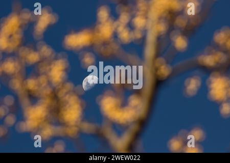 La luna vista attraverso i rami di un albero di Seringa, pieno di bacche gialle. Foto Stock