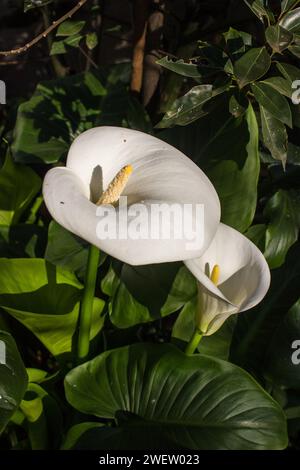 Splendido giglio Arum bianco, Zantedeschia aethiopica, in fiore tra il lussureggiante fogliame Foto Stock