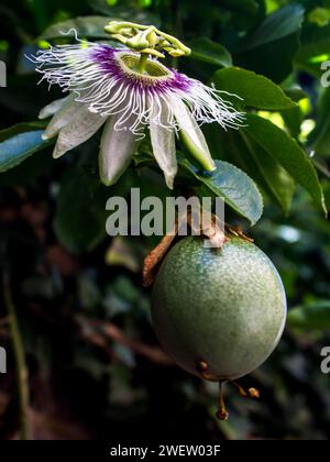 Fiore e frutto verde di una pianta da frutto della passione, Passiflora Edulis, ancora sulla vite. Foto Stock