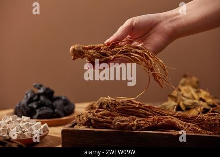 Vista frontale della mano femminile che regge un'angelica sinensis su sfondo marrone. Le erbe cinesi sostengono la regolazione mestruale, il trattamento digestivo, anti- Foto Stock