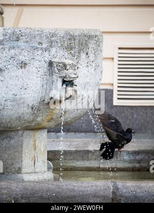 Un uccello nero in volo con una fontana d'acqua in cemento sullo sfondo Foto Stock