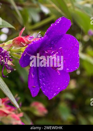 Il grande fiore viola di una Tibouchina, ricoperta di goccioline d'acqua, in un giardino a Magoebaskloof, in Sudafrica. Foto Stock