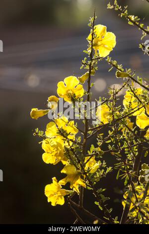 Un oro Karoo, Rhigozum obovatum in piena fioritura, ricoperto da una scintillante fioritura gialla, retroilluminato dal sole del tardo pomeriggio. Foto Stock