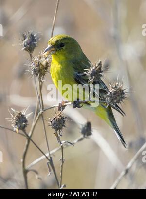 Minore Goldfinch femmina o maschio immaturo che mangia semi di cardo. Palo alto Baylands, California, USA. Foto Stock