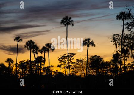 Palm tree silhouettes against a colorful sunset sky at THE PLAYERS Stadium Course in Ponte Vedra Beach, Florida, at TPC Sawgrass. (USA) Foto Stock