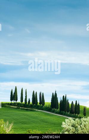 Filare di pini cipressi in Val d'Orcia, Toscana, Italia Foto Stock