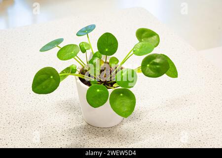 Pianta di moneta cinese, nota anche come pianta di pancake (Pilea peperomioides) con foglie verdi decorative su un tavolo Foto Stock