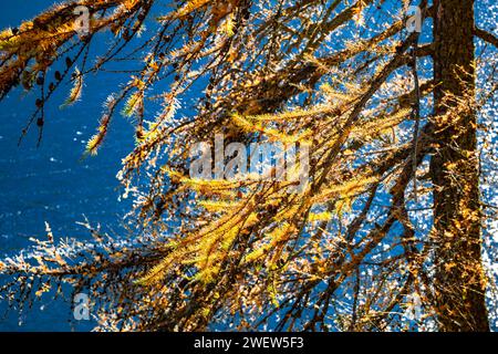 Coni e rami con fogliame dorato di larice europeo (Larix decidua) lungo il litorale in una giornata di sole in autunno Foto Stock