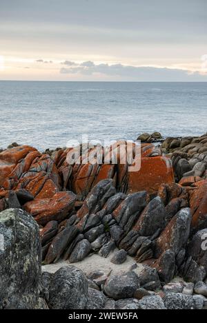 Larapuna o la Baia degli incendi e il Parco Nazionale di Mount William, Tasmania, Australia Foto Stock