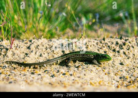 Lucertola di sabbia (Lacerta agilis) su un'ansiosa duna vegetata nella valle del fiume Don, zona boschiva-steppa. Russia Foto Stock