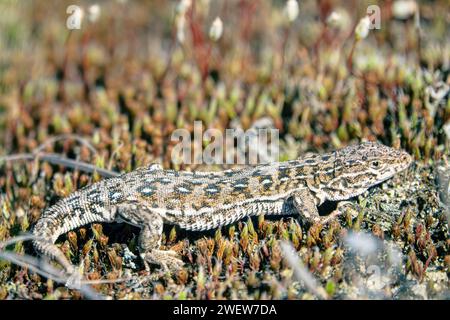 Lucertola di sabbia (Lacerta agilis) nella steppa sabbiosa del corso medio del fiume Don Foto Stock