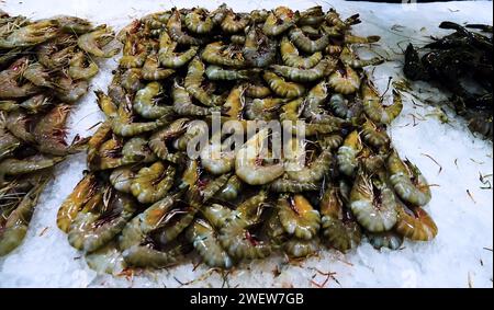 Vendita di gamberi del Golfo Persico al bazar di Abu Dhabi. Gambero (Palaemon Foto Stock