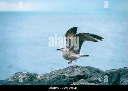 Grande gabbiano selvaggio che gioca nel vento nella natura di fronte al mare Foto Stock