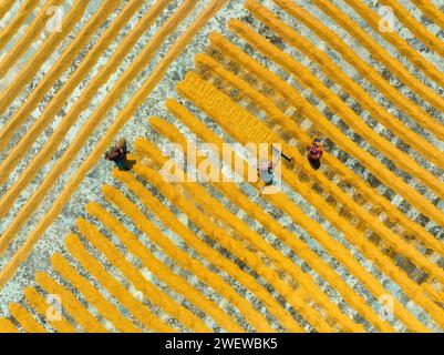 Vista aerea di milioni di grani di riso sono disposti ad asciugare in un mulino mentre i lavoratori li spazzolano con foglie al sole caldo, Dhamrai, Dacca, Bangladesh. Foto Stock