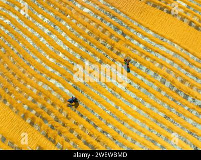 Vista aerea di milioni di grani di riso sono disposti ad asciugare in un mulino mentre i lavoratori li spazzolano con foglie al sole caldo, Dhamrai, Dacca, Bangladesh. Foto Stock