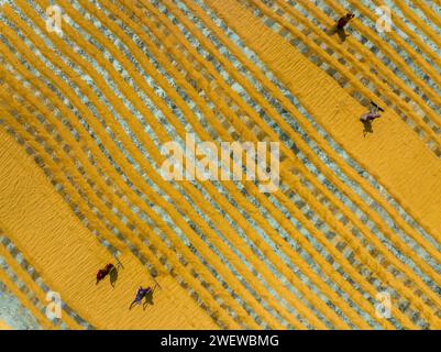 Vista aerea di milioni di grani di riso sono disposti ad asciugare in un mulino mentre i lavoratori li spazzolano con foglie al sole caldo, Dhamrai, Dacca, Bangladesh. Foto Stock