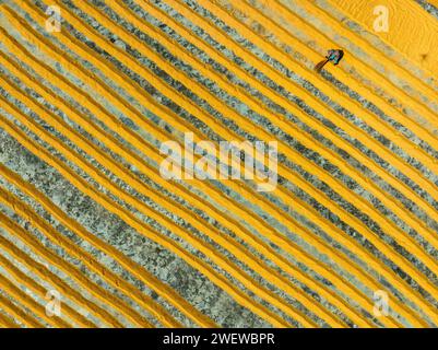 Vista aerea di milioni di grani di riso sono disposti ad asciugare in un mulino mentre i lavoratori li spazzolano con foglie al sole caldo, Dhamrai, Dacca, Bangladesh. Foto Stock