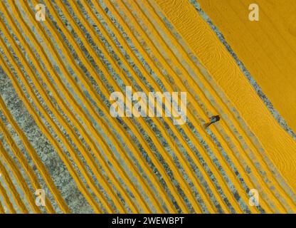 Vista aerea di milioni di grani di riso sono disposti ad asciugare in un mulino mentre i lavoratori li spazzolano con foglie al sole caldo, Dhamrai, Dacca, Bangladesh. Foto Stock