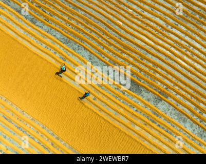 Vista aerea di milioni di grani di riso sono disposti ad asciugare in un mulino mentre i lavoratori li spazzolano con foglie al sole caldo, Dhamrai, Dacca, Bangladesh. Foto Stock