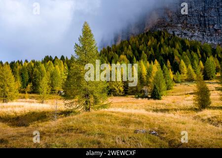 Larici e pini colorati alle pendici del passo Gardena in autunno, con le scogliere rocciose del massiccio del Sella in lontananza. Foto Stock