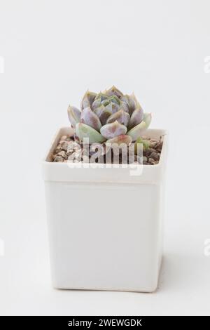 Succulento fiore di coniglietto delle nevi Echeveria in vaso di plastica bianco Foto Stock