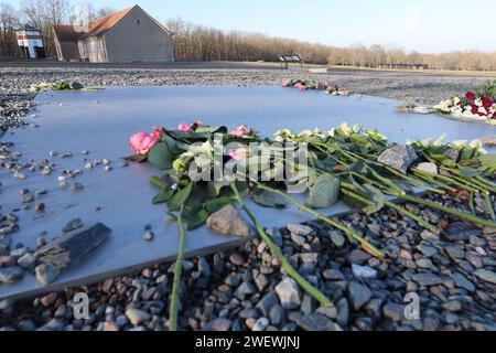 Weimar, Germania. 27 gennaio 2024. I fiori giacciono su una targa commemorativa sul sito dell'ex campo di concentramento di Buchenwald. Nell'ottobre 2005, le Nazioni Unite hanno proclamato il gennaio 27 come giornata della memoria dell'Olocausto. Il 27 gennaio 1945, i soldati dell'Armata Rossa liberarono i sopravvissuti del campo di concentramento e sterminio tedesco di Auschwitz nella Polonia occupata. Credito: Bodo Schackow/dpa/Alamy Live News Foto Stock