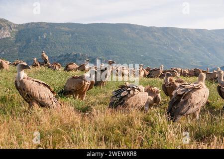 Un gruppo di avvoltoi griffoni, Gyps fulvus, che riposa dopo l'alimentazione, midden, Catalogna, Spagna Foto Stock