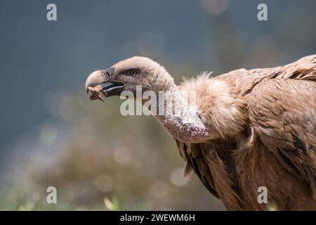 griffon vulture, Gyps fulvus, mangiare un osso, Catalogna, Spagna Foto Stock