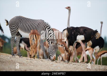 Struzzo comune (Struthio camelus), Waterbuck (Kobus defassa) e zebra delle pianure (Equus quagga) nel dessert, in cattività, distribuzione in Africa Foto Stock