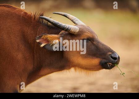 Bufalo rosso (Syncerus caffer nanus), ritratto, prigioniero, distribuzione Africa Foto Stock