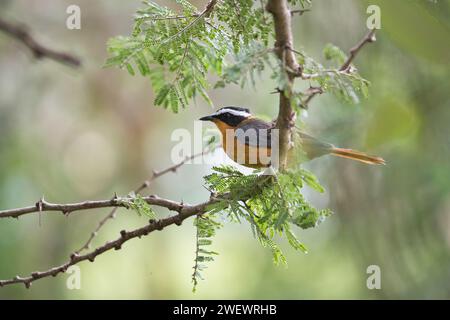 robin-chiacchierata bianca (Cossypha heuglini) Foto Stock