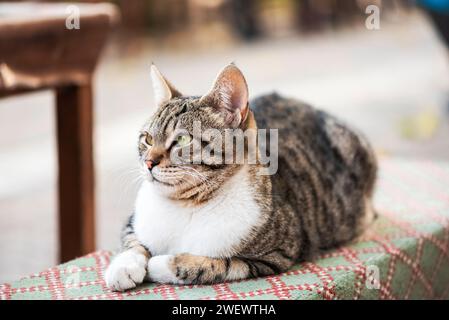 Un bellissimo gatto randagio siede su una panchina, primo piano, macro fotografia Foto Stock
