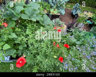 I vari fiori e piante esposti in un bellissimo giardino Foto Stock
