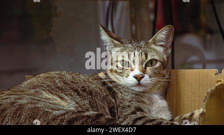 Razza di gatto tailandese, capelli a righe, razza incrociata Foto Stock