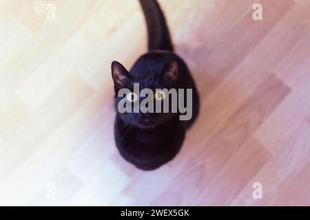 Un simpatico gatto nero con occhi gialli che guarda direttamente la fotocamera Foto Stock