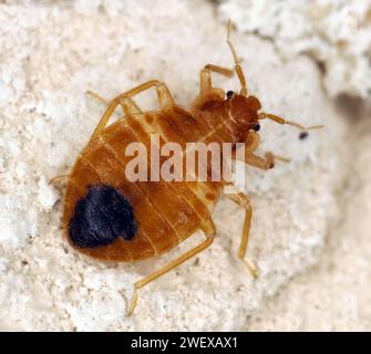 Cimice noto anche come cimice comune o piumino da parete (Cimex lectularius) sulla parete dell'appartamento. Foto Stock