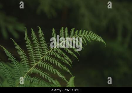 Una foglia di felce verde sullo sfondo di alberi Foto Stock