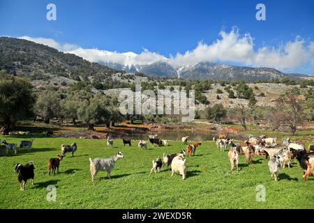 Mandria di capre che pascolano in un campo primaverile nella regione montuosa della Sfakia, nell'isola di Creta, in Grecia, in Europa. Foto Stock