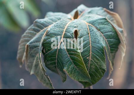 Primo piano delle precipitazioni su un albero di carta di riso cinese , Tetrapanax papyrifer rex. Foto Stock