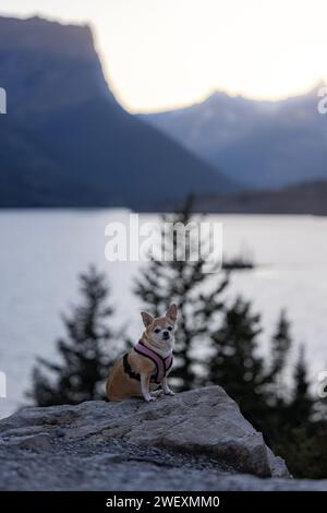 Un piccolo cane seduto su una roccia che gode di uno splendido tramonto nel Glacier National Park, Montana. Foto Stock