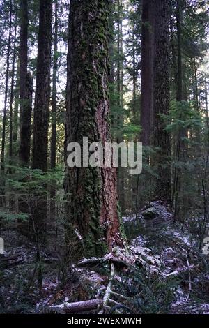 douglas abete ricoperto di muschio in una foresta nuvolosa vicino a Vancouver con terreno innevato Foto Stock