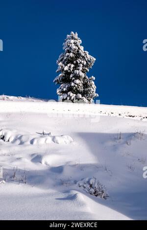 Un pino solitario cresce su un prato innevato sopra il passo del passo Rolle in inverno. Foto Stock