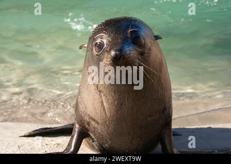 Cucciolo di foca da pelliccia sull'isola meridionale della nuova Zelanda Foto Stock