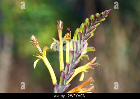 Primi piani di fiori arancioni gialli di Cobra Giglio, bandiera africana (Chasmanthe floribunda). Giardino olandese sfocato sullo sfondo Foto Stock